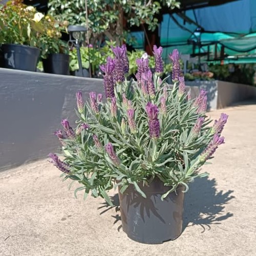 Lavandula Stoechas