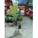 Ficus Lyrata
