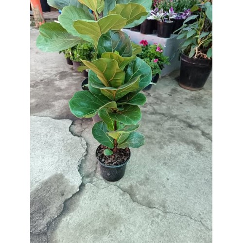 Ficus Lyrata