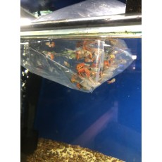 Guppies (Male) Guppies (Male)