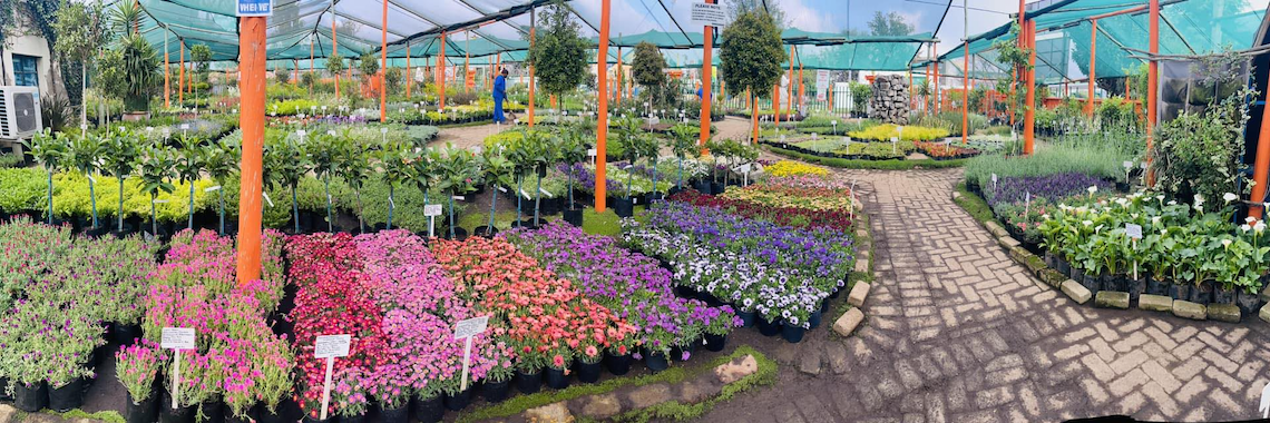 Monkey Fountain Nursery